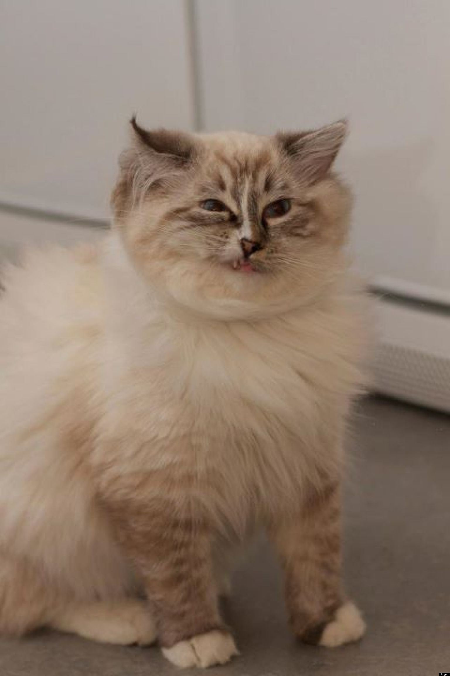 cat-about-to-sneeze-is-derpy-photos-huffpost