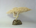 Misako Inaoka: Misako Inaoka on the ImageBlog