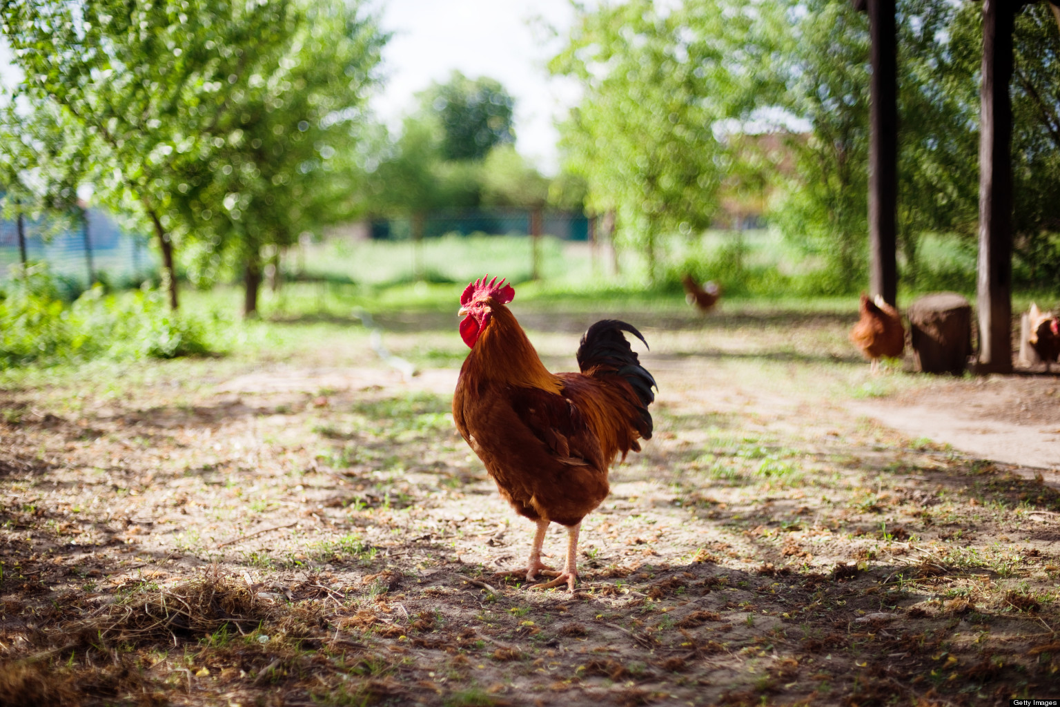 Arlington Chickens 'Backyards, Not Barnyards' Hopes To Keep County Ban