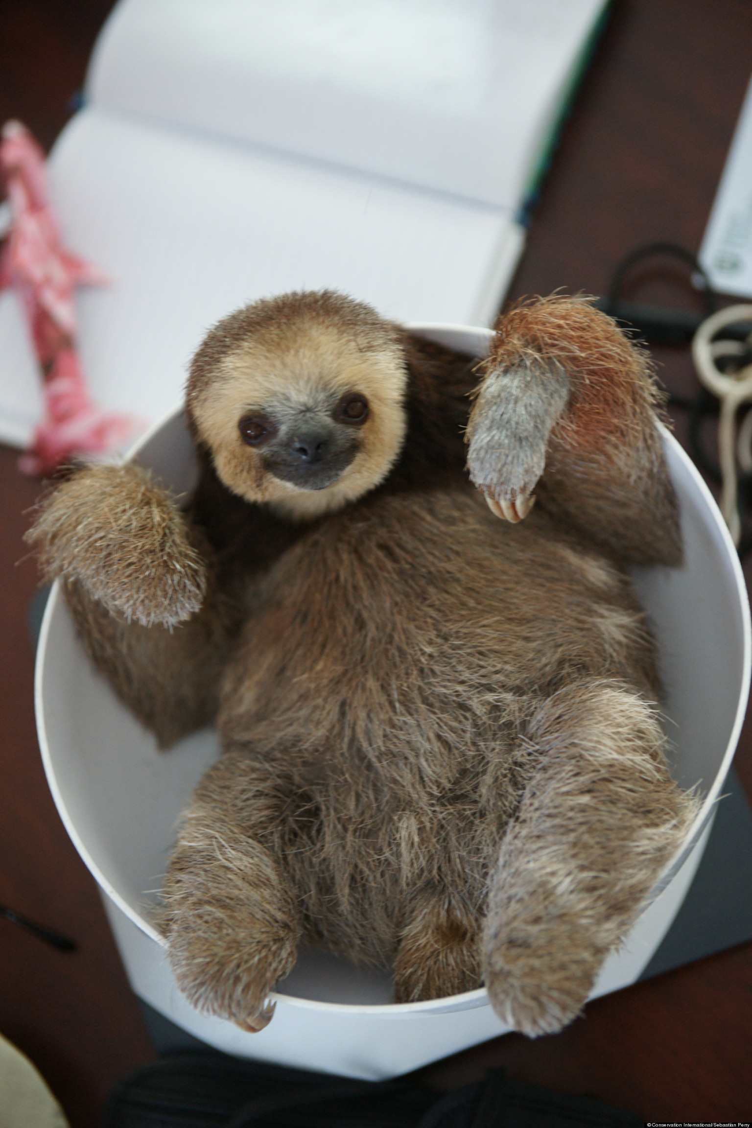 sloth-pictures-show-animals-quirky-side-after-woman-rescues-hundreds