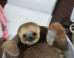 PHOTO: A Sloth In A Bowl!
