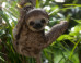 PHOTO: The Cutest Sloth Of The Week