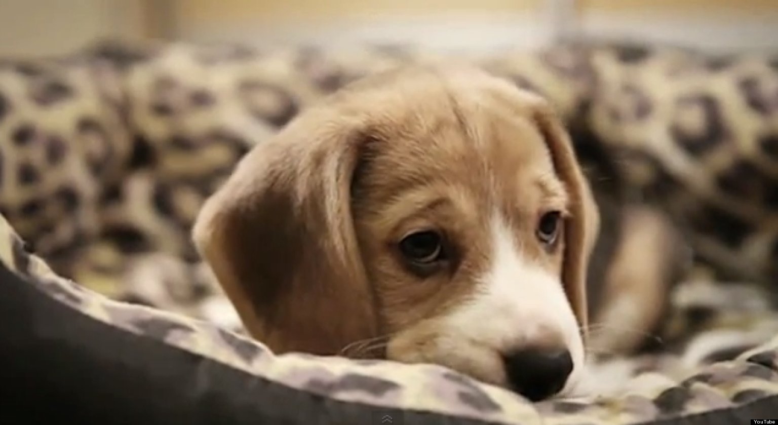 Sad Dog Diary By Ze Frank (VIDEO)