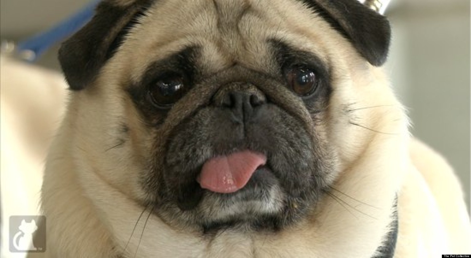 Obese Pugs, Relinquished By Owner, Find A New Healthy Home | HuffPost