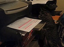 Le chat qui n'aimait pas les imprimantes (VIDÉO)