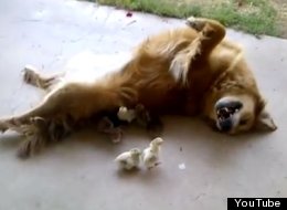 Adorable perrita adopta a 10 pollitos (VIDEO)