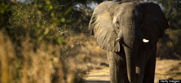 Report: Kony Poaching Elephants To Survive