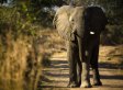 Report: Kony Poaching Elephants To Survive