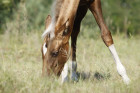 Is Horse Shampoo REALLY...