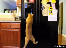 WATCH: Animals vs. Household Appliances