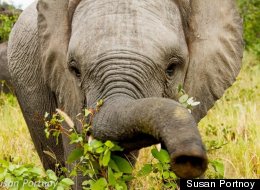 12 Days in Heaven (a.k.a. Botswana), Part 3 -- Abu Camp [PHOTOS]