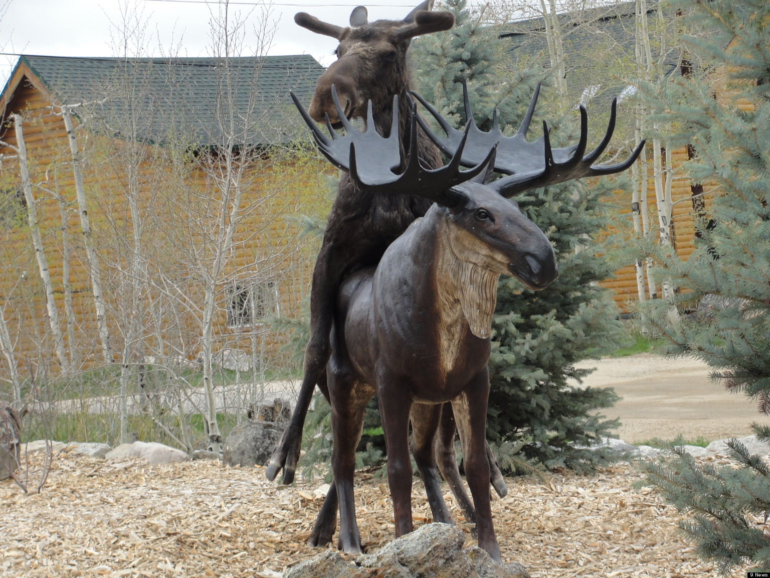 Moose Gets Frisky With Statue In Colorado Pictures