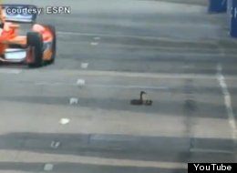 IndyCar detiene práctica para salvar a familia de patos (VIDEO)