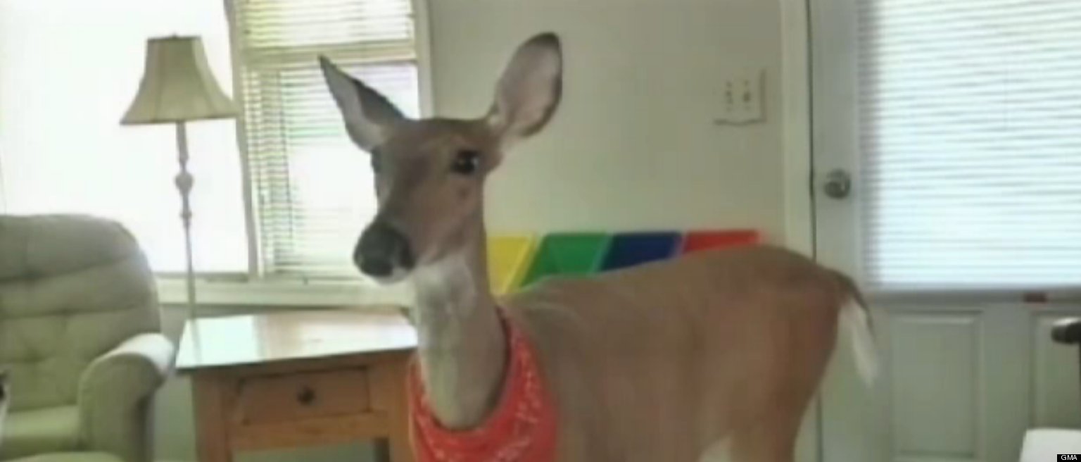 Pet Deer, Lilly, Sparks Legal Battle For Michigan Family (VIDEO)