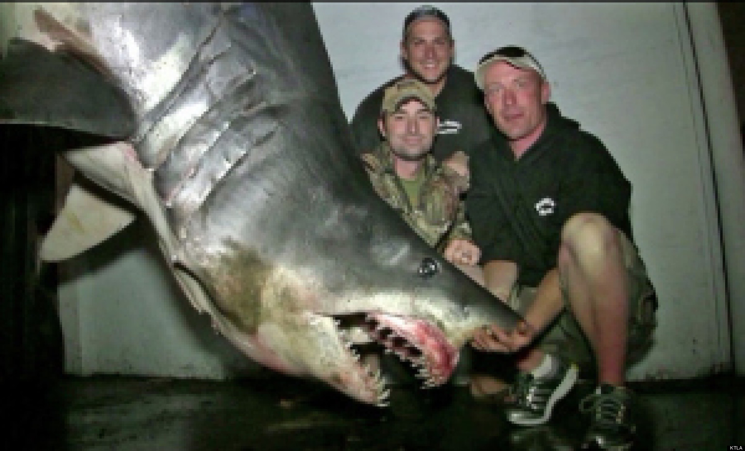 Possibly Largest Mako Shark On Record, 1,300 Pounds, Caught Off 