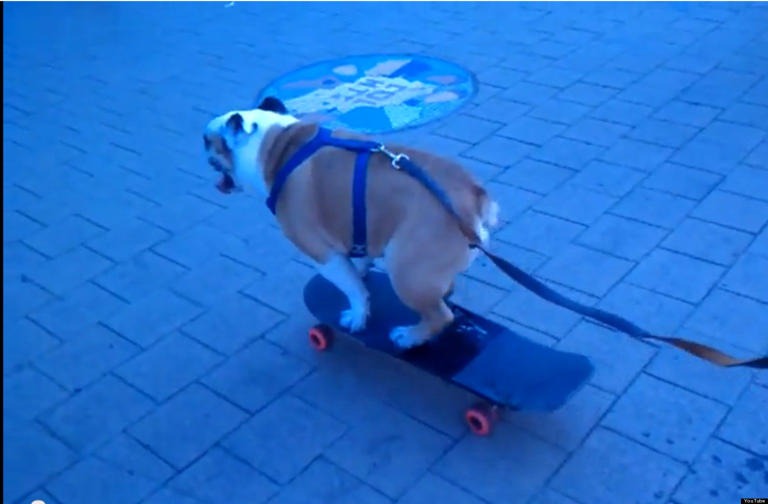 Meet Winston, The Skateboarding Dog Of Columbia Heights (VIDEO) HuffPost