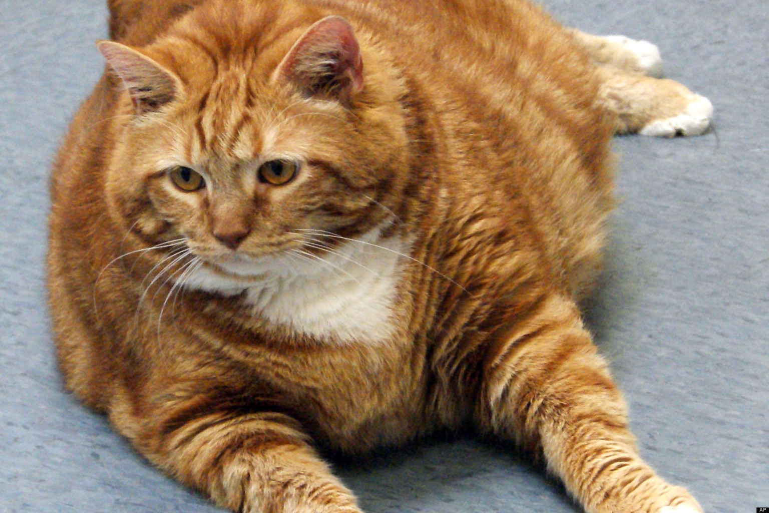 Guylene Roy S Fat Cat Euthanized Charges Laid