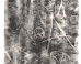 Brigitte Engler: Brigitte Engler on the ImageBlog