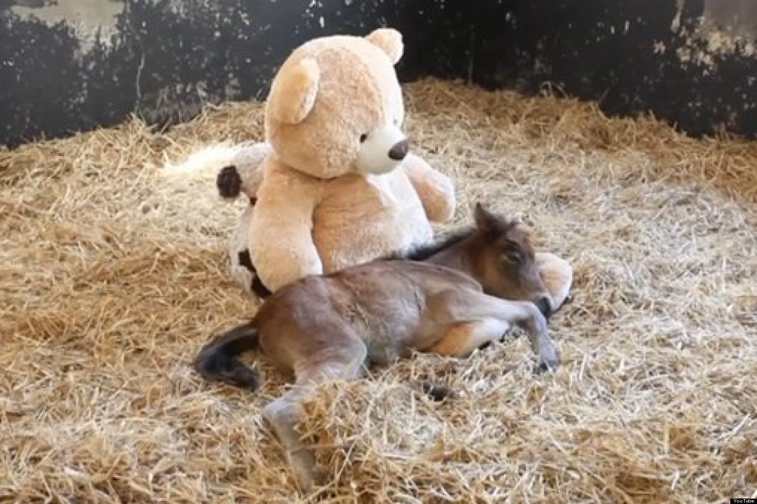 horse with teddy bear