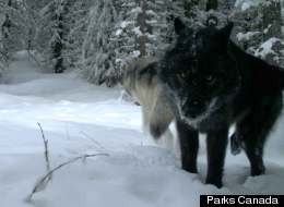 WATCH: First Images Of Elusive Banff Wolf Pack