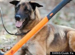 Hero Police Dog Grabs Ax-Wielding Man, Mistaking Weapon For Toy