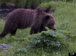 15 Of These Animals Killed By People Last Year