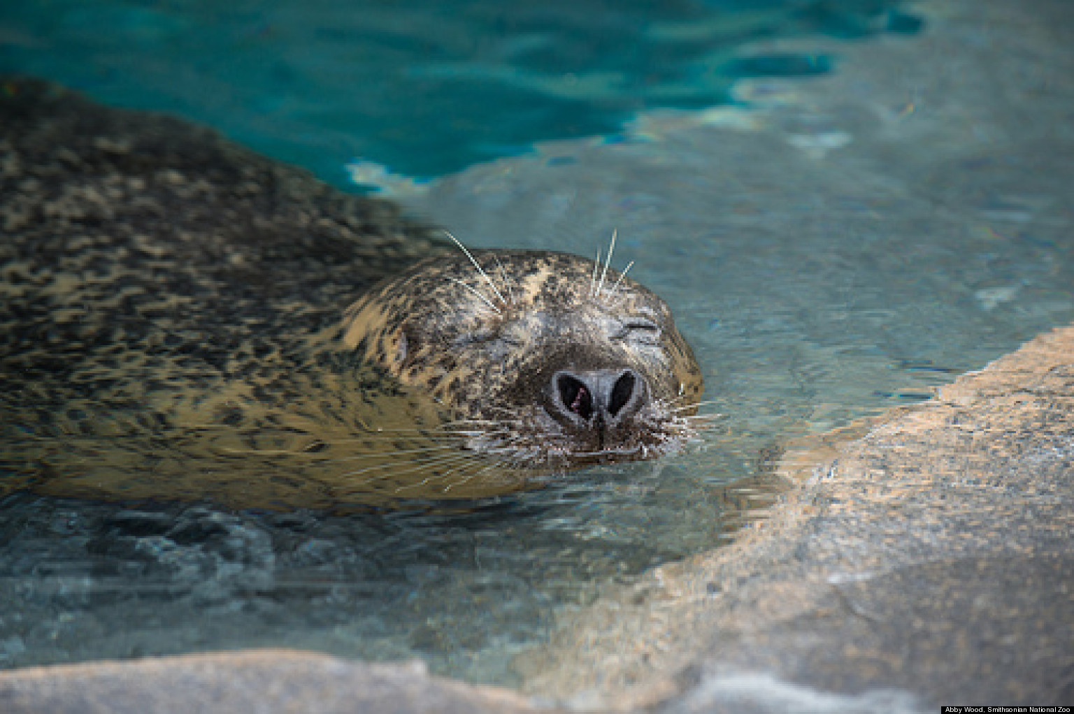 National Zoo Seals Video Is Too Cute And Now You Can Sleep Over With