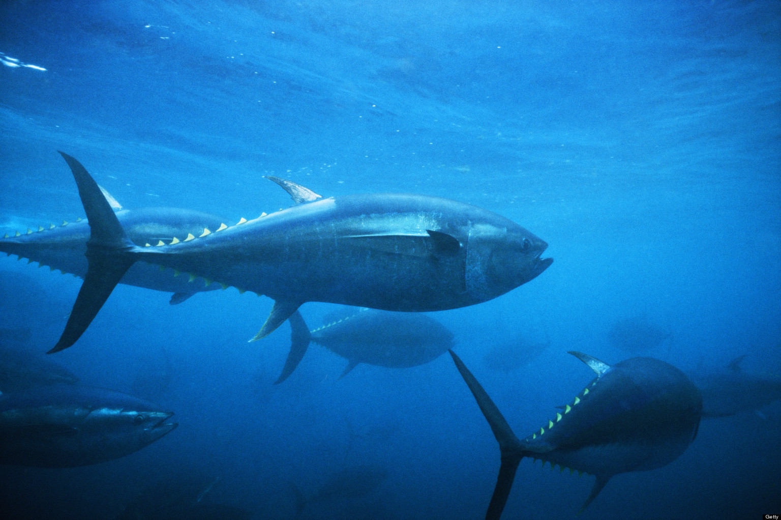 Where Have All the Tuna Gone?