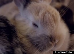 WATCH: Bedtime For Snuggling Bunnies!