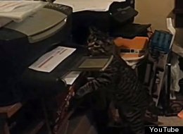 WATCH: Cat Vs Printer