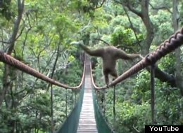 WATCH: Tightrope Walking Gibbon