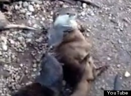 WATCH: Otter Juggles Rocks