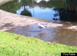 WATCH: Tapdancing Seagull