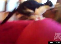 WATCH: Cat Jumps Into Fish Tank