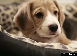 WATCH: Sad Dog Diary