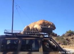 Un tigre pas farouche! (VIDÉO)