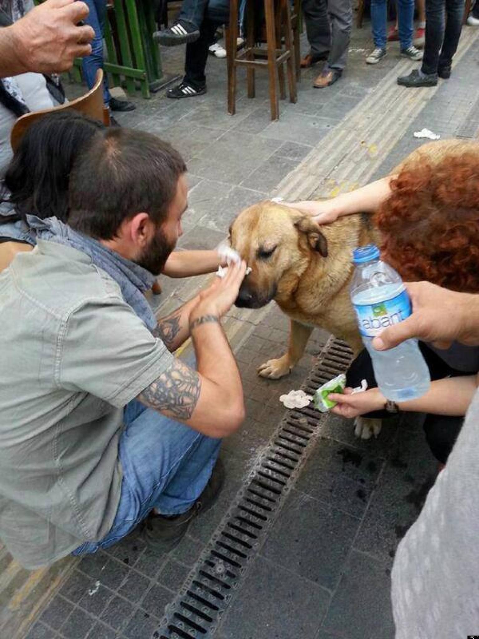 o-DOGS-TEARGASSED-facebook.jpg