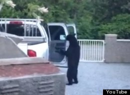 WATCH: Smarter Than The Average Bear