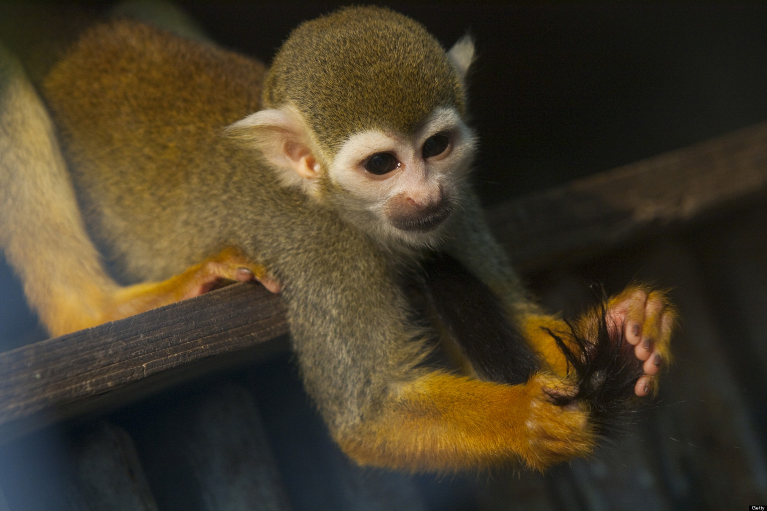 Monkeys Bite London Zoo Visitors 'At Least Once A Month' (PICTURES