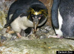 Baby Penguin Foster Parent Detroit Zoo