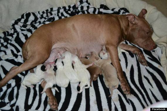 How many puppies can a pit bull have in one litter?