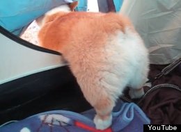 WATCH: Corgi Is Stuck Inside Tent