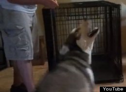 WATCH: Over-Dramatic Dog