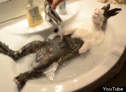 'Tratamiento spa' para conejos (VIDEO)