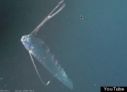 Un poisson géant dans les profondeurs du golfe du Mexique
