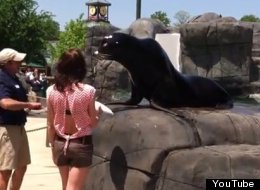 WATCH: This Sea Lion Has A Very Important Job