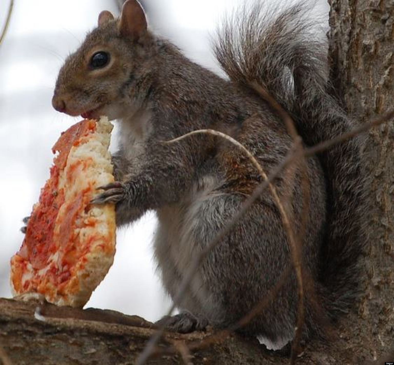 Check Out These Squirrels Eating Pizza, French Fries And Other Junk