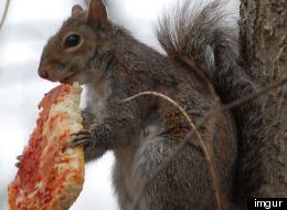 Check Out These Squirrels Eating Pizza