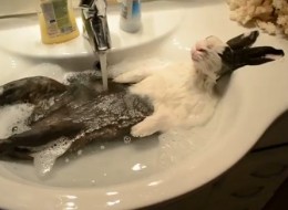 Un lapin... tétanisé ou relax? (VIDÉO)