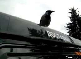 WATCH: Crow Thinks It's A Rooster